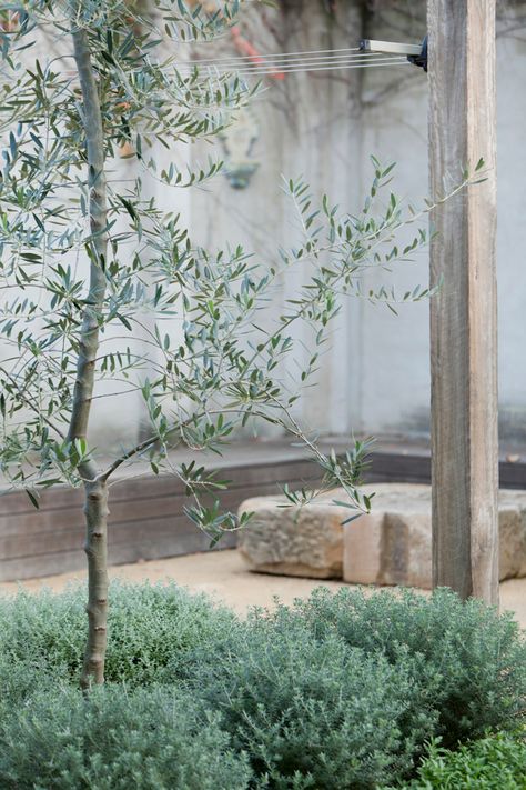 Olive Tree Underplanting, Lavender Courtyard, Melissa Penfold, Mediterranean Garden Design, Greyish Green, Australian Native Garden, Dry Garden, Australian Garden, Spirit Level