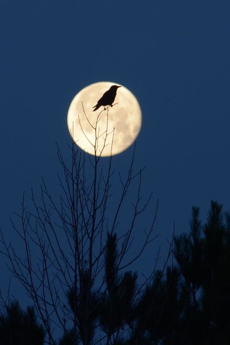 Crow Silhouette / Image by Don Brown from flickr Crow Ideas, Crow Moon, Crow Flying, Crow Silhouette, Snow Images, Night School, Love Moon, Raven Art, Silhouette Images