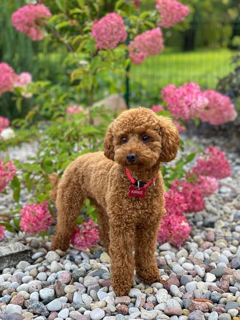 Poodle Toy Haircut Styles, Mini Poodle Full Grown, Big Poodle Dogs, Toy Poodle Teddy Bear Cut, Teddy Bear Cut Poodle, Poodle Haircut Styles Teddy Bears, Mini Poodle Haircut, Miniature Poodle Haircut Styles, Mini Poodle Haircut Styles