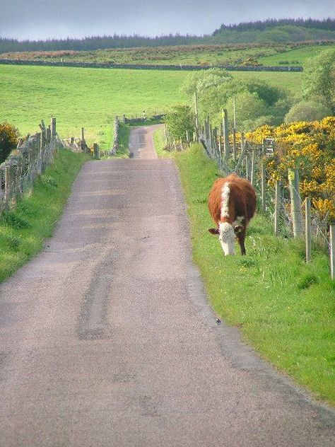 Country Roads Take Me Home, Green Field, Country Scenes, Country Side, Back Road, Country Farm, Take Me Home, Country Life, Country Living