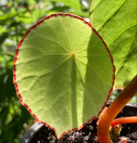 Rex Begonias, Rex Begonia, Begonia Maculata, Plant Structure, Weird Plants, Plant Problems, Patio Plants, Terrarium Plants, Rare Flowers