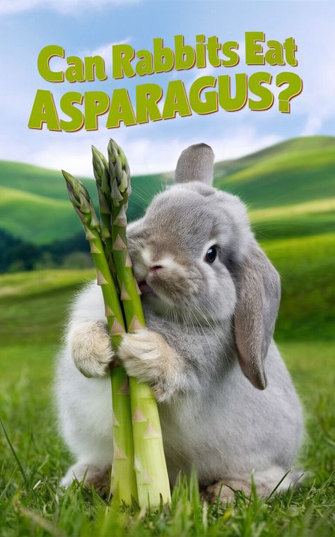 Discover if rabbits can safely enjoy asparagus 🐇🌱 Learn about the benefits and risks of feeding your bunny this veggie! #RabbitFood #AsparagusForBunnies Bean Diet, Yu Choy, Yogurt Diet, Apple Diet, Rabbit Behavior, Rabbit Diet, Vegetable Benefits, Bunny Care, Rabbit Eating