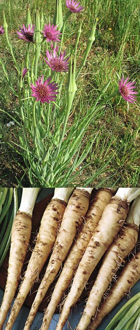 Planting and Growing Guide for Salsify, or Vegetable Oyster (Tragopogon porrifolius). Learn to grow Salsify in your home garden to get a reliable and continual yield of delicious, creamy white roots. Salsify Plant, Alkaline Lunch, Wild Vegetables, Edible Roots, Zone 6 Garden, Oyster Plant, Vegetable Planting Guide, Medicinal Herb Garden, Beets Carrots