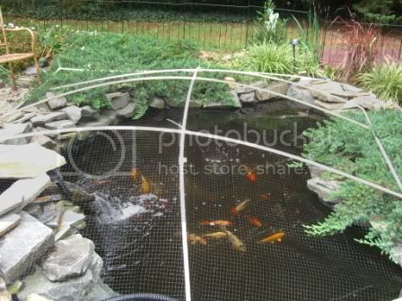 Winter Pond Cover | Garden Pond Forums Pond Covers, Pool Plants, Pond Netting, Goldfish Pond, Backyard Pond, Diy Pond, Fountains Backyard, Winter Leaves, Pond Waterfall