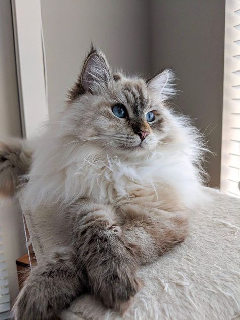 Ragdoll Cats, Söt Katt, Gorgeous Cats, Fluffy Cat, Ragdoll Cat, Cat Aesthetic, Cute Cats And Kittens, Kitty Kitty, Cute Pets