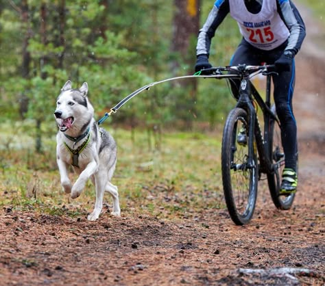 Cycling With Dog, Husky Agility, Sled Dog Harness, Husky Sled Dogs, Inspi Photo, Elderly Dogs, Dog Waiting, Alaskan Husky, Sled Dogs