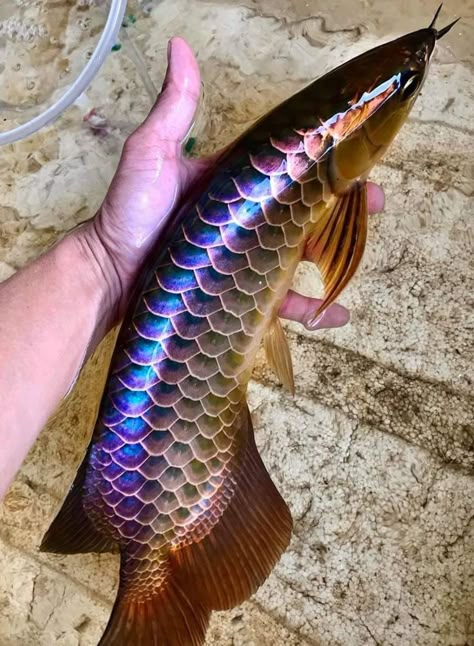 Blue Base Golden Arowana Ikan Air Tawar, Rare Fish, Dragon Fish, Fresh Water Fish Tank, Freshwater Aquarium Fish, Cool Fish, Beautiful Sea Creatures, Interesting Animals, Exotic Fish