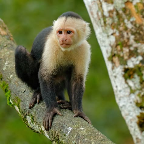 Costa Rica Wildlife, Jungle Animal Art, Capuchin Monkey, Spider Monkey, Monkey Pictures, Animal Reference, A Monkey, Tropical Forest, Animal References