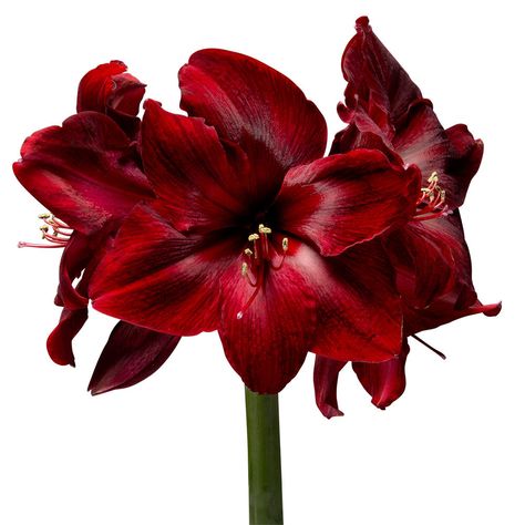 Amaryllis Christmas, Red Amaryllis, Amazing Plants, Amaryllis Flowers, Red Lily, Christmas Flowers, Bulb Flowers, Red Flower, Red Flowers