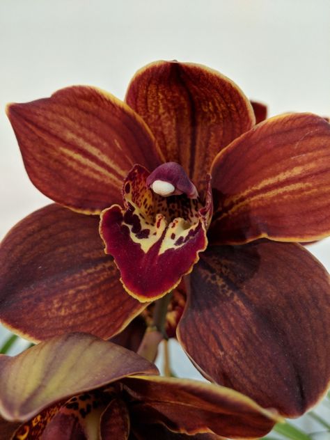 Brown Orchid, Big Garden, Nothing But Flowers, Flower Therapy, Dark Photography, Wedding Book, Exotic Flowers, After Dark, Earth Tones