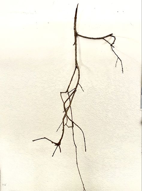 Dry Branch, Tree Tattoo, Back Tattoo, Tree Branches, Etching, Art Inspo, Flash, Collage, Tattoos