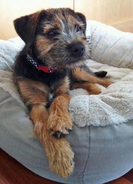 Marley the Border Terrier Dog Name Ideas, Border Terrier Puppy, Patterdale Terrier, Cutest Puppy, Cute Dog Pictures, Terrier Puppy, Border Terrier, Best Dog Breeds, Name Ideas