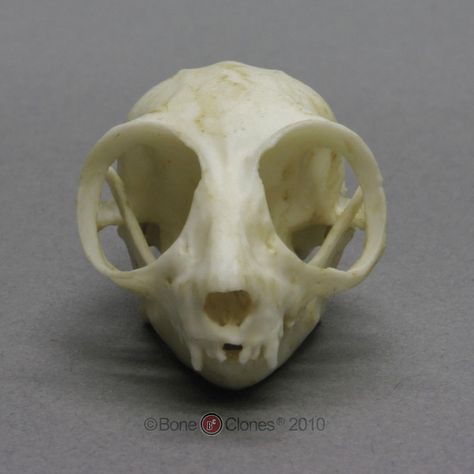 mouse skull Mouse Skull Drawing, Mice Reference, Realism Practice, Mouse Lemur, Rat Skull, Mouse Skull, Skull Reference, Slow Loris, Real Skull