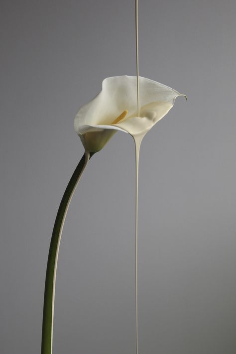 Lily Wallpaper, Slow Living, Flower Beauty, Calla Lily, Still Life Photography, Architecture Details, Art Direction, Natural Light, Flower Painting