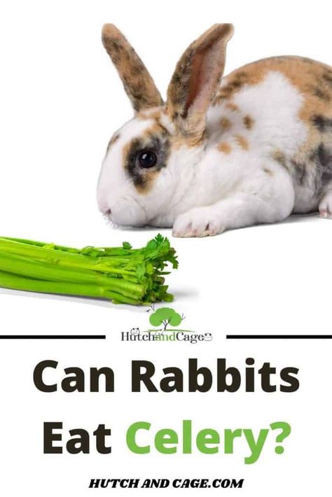 Can rabbits eat celery? Give celery to bunnies or not! I how to care for pet rabbits I pet rabbit care I small animal care I rabbit information I information on pet rabbits I what to do with pet rabbits I things to know about pet rabbits I pet rabbit tips I care tips for pet rabbits I #Rabbits #pets #smallpets Celery Tops, Calcium Rich Vegetables, Rabbit Tips, Rabbit Information, Rabbit Diet, Rabbit Feeding, Pet Rabbit Care, Pet Rabbits, Pet Information