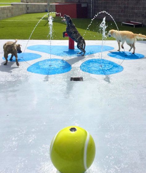 Splash Pad For Dogs, Dog Splash Pad, Pet Boarding Ideas, Dog Boarding Facility Ideas, Dog Daycare Design, Dog Daycare Business, Dog Boarding Ideas, Animal Shelter Design, Indoor Dog Park