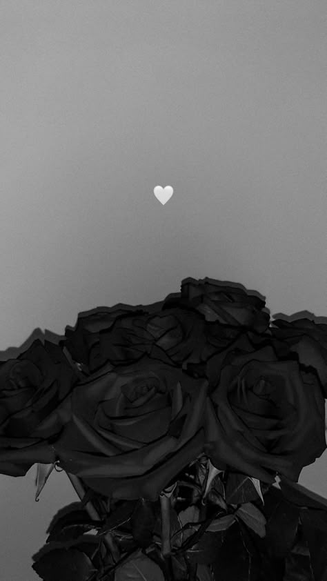 Roses Black Aesthetic, Rose Noir, Dallas Texas Skyline, Iphone Black, Vintage Flowers Wallpaper, Iphone Wallpaper Ios, Black And White Wallpaper, Rose Wallpaper, White Wallpaper