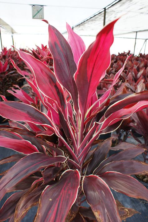 Cordyline 'Gold Edge Red Sister' Hawaiian Ti Plant, Plant Home Office, Ti Plant, Plant Home, Root System, Rare Beauty, Foliage Plants, Heat Pack, Plant Mom