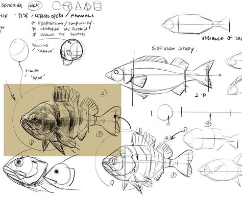 Peter Han, Fish Anatomy, Scientific Drawing, Illustration Journal, Nature Sketch, Line Sketch, Animal Study, Drawing Studies, Toned Paper