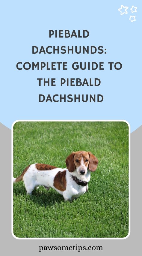 Discover the unique charm of piebald dachshunds in our insightful article. Uncover what sets these lovable pups apart and learn more about the fascinating world of piebald canines. Explore their distinctive characteristics and find out what makes them truly special. Chocolate Piebald Dachshund, Dachshund Piebald, Siberian Husky Training, Husky Training, Cat Breeds Ragdoll, Best Small Dog Breeds, Piebald Dachshund, Loyal Dog Breeds, Dog Clippers