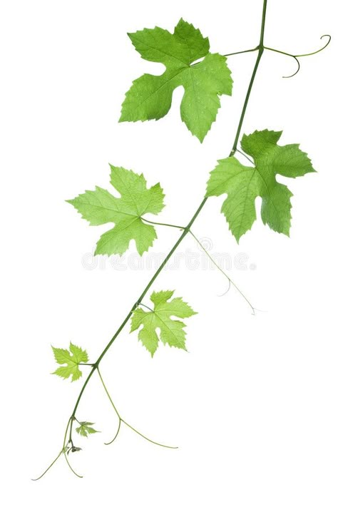 Grape-leaves. Backdrop of grape or vine leaves isolated on white background.Plea , #AFF, #Backdrop, #grape, #Grape, #leaves, #vine #ad Grape Drawing, Bee Hives Boxes, Wine Bottle Label Design, Oil Painting Inspiration, Vine Tattoos, Vine Leaves, Leaf Drawing, Flower Art Images, Leaf Nature