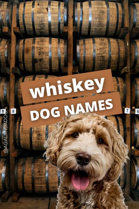 Text reads Whiskey Dog Names.  The text is in the middle of a picture of stacked whiskey barrels along with a goldendoodle photo imposed over it. Food Dog Names, Farm Dog Names, Alcohol Dog Names, Drinks Named After Dogs, Female Hunting Dog Names, Female Dog Names Country, Clever Dog Names, Creative Dog Names, Puppy Girl Names