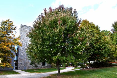 Acer Rubrum, Purple Foliage, Fast Growing Evergreens, Red Maple Tree, Lipstick Plant, Hydrangea Care, Berry Bushes, Farm Nursery, Indoor Trees