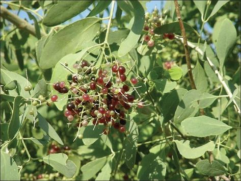 Drought Resistant Trees of Thar Desert | Local & Scientific Names of Desert Plants Salvadora Persica, Drought Resistant Trees, Drought Resistant, Clay Soil, Annual Flowers, Tree Care, Sun And Water, Low Maintenance Plants, Desert Plants