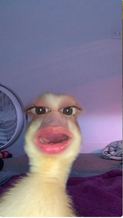 Aesthetic Duck Pictures, Picture Dump Aesthetic, Duck Lips Selfie, Braces Photos, Funny Contact Photos, Dump Profile Pics, Happy Profile Picture, Meme Keyboard, Happy Profile