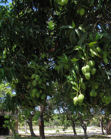 Mango Tree Photography, Orchard Planning, Aesthetic Fruits, Fruits Aesthetic, Mango Plant, Tree Seat, Mango Trees, Fruit Aesthetic, Mango Smoothie Recipes