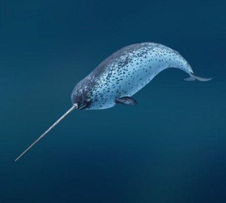 Creature Marine, Swimming In The Ocean, Sea Mammal, Water Animals, Underwater Creatures, Underwater Life, Water Life, Aquatic Animals, Marine Mammals