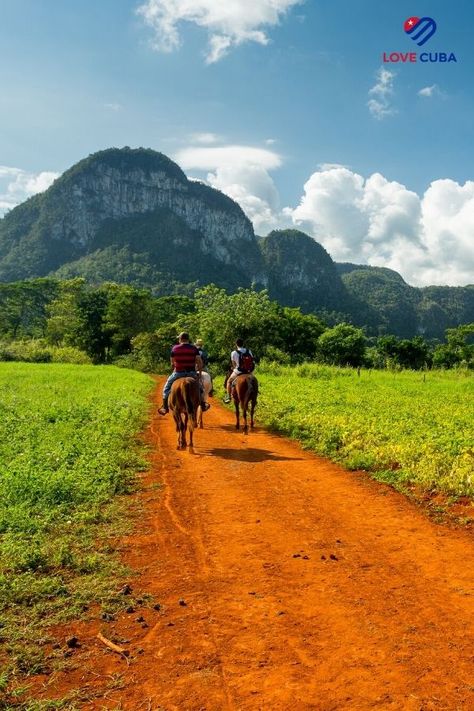 Viñales is situated in western Cuba and is a beautiful area to explore, this UNESCO world heritage site is extremely popular with visitors who wish to discover it's high and steep-sided limestone hills, "Indian" Caves, underground rivers and tobacco plantations. Why not try a unique horse riding experience along the walking trails of the Viñales National Park. #horseriding #lovecubauk Cuba Vinales, Vinales, Cuba Travel, Holiday Places, Walking Trails, Holiday Packaging, Unesco World Heritage Site, Horse Riding, Cuba