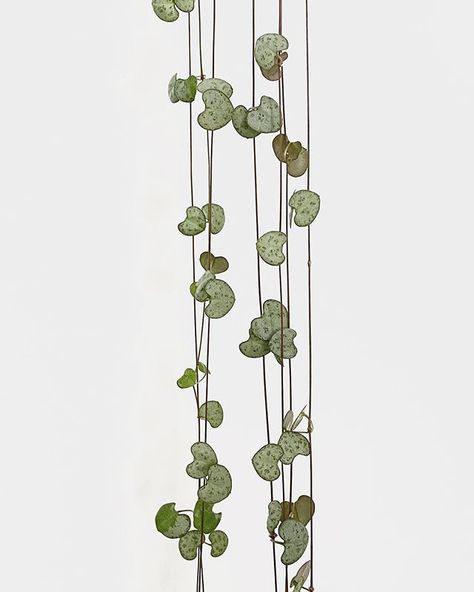 Love staring at these little dainty hearts! #stringsofhearts #rosaryvine #hangingplants #trailingplants #beautifulhangingplants #bestindoorplants Plant Meanings, Botanisches Tattoo, String Of Hearts Plant, Ceropegia Woodii, Hearts Tattoo, String Of Hearts, Plant Journal, Insecticidal Soap, Best Indoor Plants