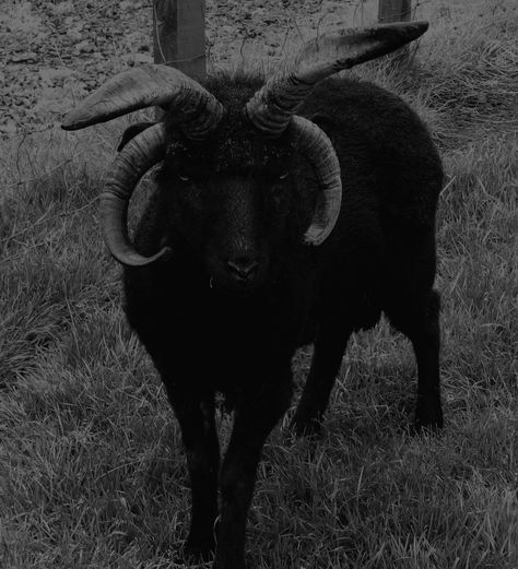 Goat Aesthetic, Dark Tumblr, Demon Aesthetic, Black Phillip, Goat Skull, Doom Metal, Arte 8 Bits, Southern Gothic, Folk Music