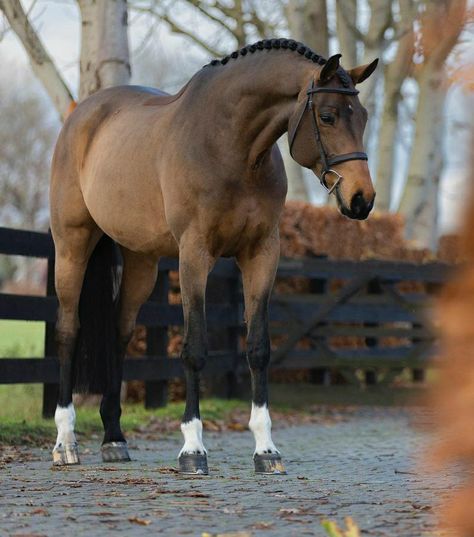 Horse Standing, Irish Sport Horse, Dutch Warmblood, Warmblood Horses, Cute Horse Pictures, Beautiful Horse Pictures, Horse Inspiration, Bay Horse, Horse Aesthetic