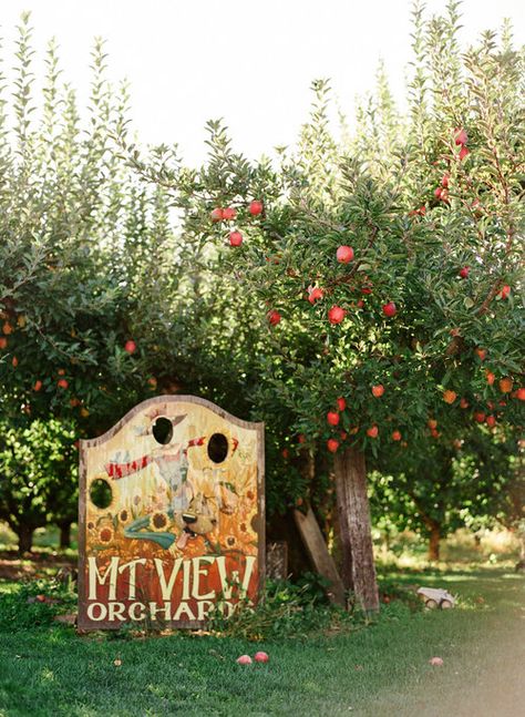 Our History — Mt View Orchards Color Pallets Wedding, Fall Wedding Theme Ideas, Fall Color Pallet, Fall Wedding Style, Happily Ever After Party, Ever After Party, Fall Wedding Color Palette, Orchard Wedding, Outdoor Fall Wedding