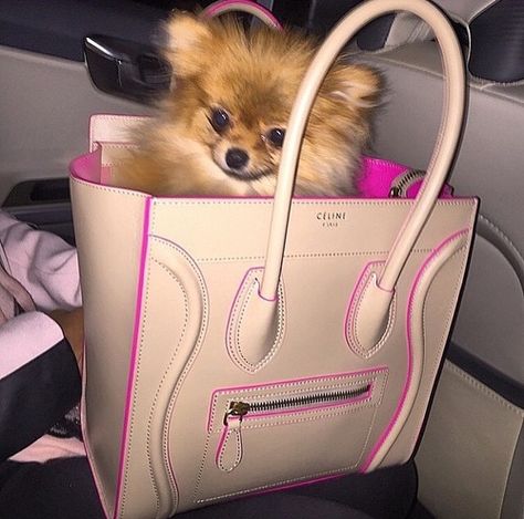 Dog In Purse, Spitz Pomeranian, Small Puppy, Dog Mommy, Designer Dogs, Slay Queen, Cute Pomeranian, Happy Puppy, Puppy Care