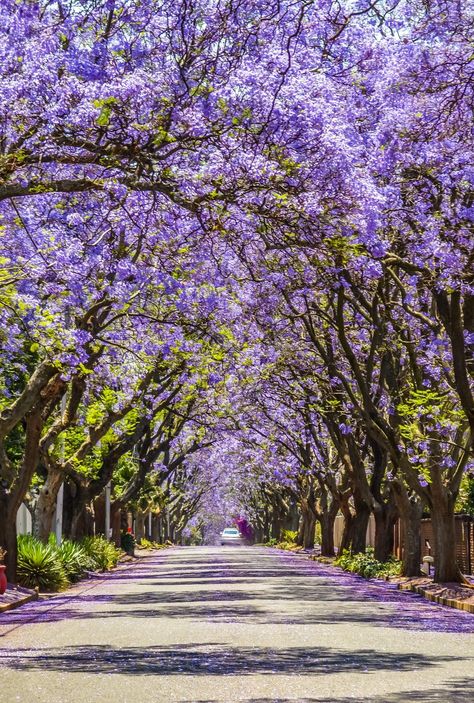 Buy Jacaranda Mimosifolia Tree - Blue Jacaranda – Brisbane Plant Nursery Blue Jacaranda, Jacaranda Mimosifolia, Fern Tree, Jacaranda Trees, Australian Gardens, Jacaranda Tree, Iconic Beauty, Wallpaper Iphone Love, Australian Garden