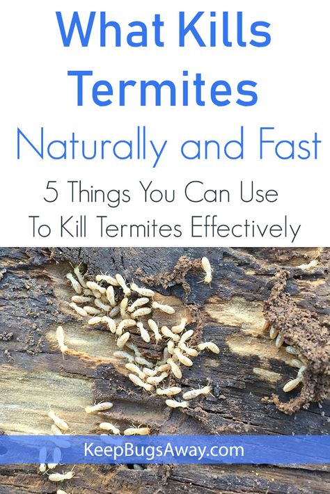 What Kills Termites: Top 5 Things You Can Use to Kill Termites Kill Termites Naturally, How To Get Rid Of Termites Outside, Natural Termite Repellent, How To Get Rid Of Termites, How To Get Rid Of Termites In The House, Termites Diy How To Get Rid, Kill Termites, Repellent Diy, Diy Bug Repellent