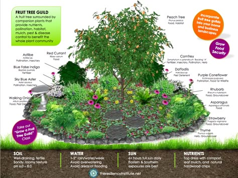 Cherry Tree Guild Companion Planting, Planting Around Fruit Trees, Fruit Trees In Raised Garden Beds, Fruit Trees In Landscape Design, Companion Planting Apple Trees, Permaculture Fruit Tree Guild, Apple Guild Permaculture, Companion Planting Fruit Trees, Plants Under Fruit Trees