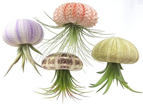 Sea Urchin Air Plant, Gourd Plant, Hanging Jellyfish, Sea Urchin Shell, Air Plants Care, Tillandsia Air Plant, Air Plant Terrarium, Sea Urchins, Air Purifying Plants