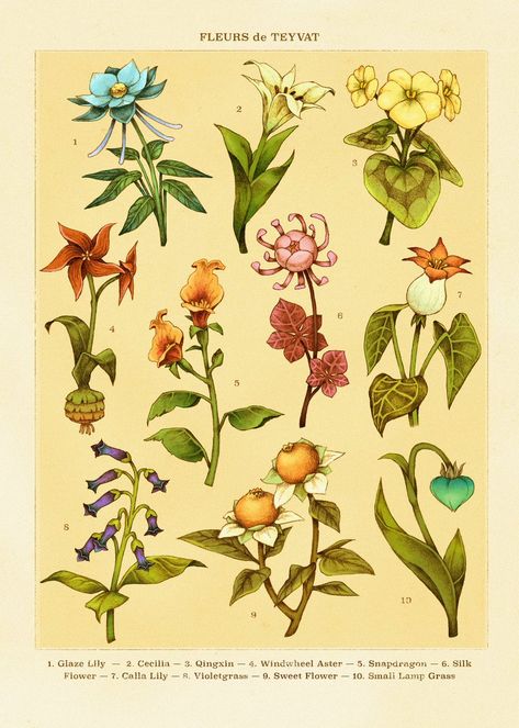 Flower Reference Drawings, Teyvat Flowers, Genshin Poster Aesthetic, Genshin Impact Room Decor Ideas, Genshin Impact Plants, Genshin Impact Room Decor, Genshin Impact Flowers, Genshin Flowers, Genshin Room