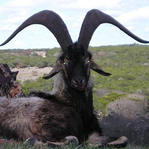 Satanic looking goat Pretty Animals, An Animal, Animal Photo, Creature Design, 귀여운 동물, Animal Memes, Beautiful Creatures, Animal Kingdom, Animal Photography