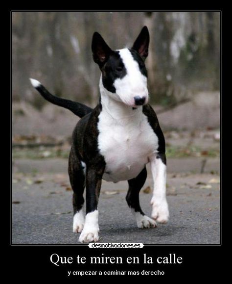 carteles hago miren ese bull terrier hermoso desmotivaciones Mini Bull Terriers, Miniature Bull Terrier, Hybrid Dogs, Sick Dog, Terrier Breeds, English Bull Terriers, Bull Terriers, Bull Terrier Dog, English Bull