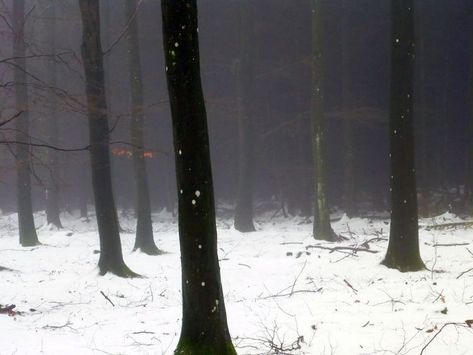 Misty Forest, Six Feet Under, The Secret History, Winter Aesthetic, Mother Nature, Drake, Trees, Forest, Tumblr