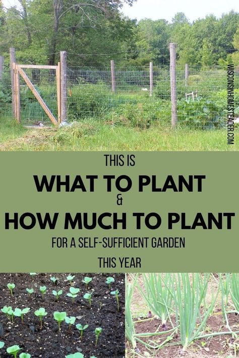 You can ditch the grocery store and grow your own in a self-sufficient garden this year. Learn what to plant, how much to plant, and get ready for the hard work ahead! Garden Self Sufficient, Self Sufficient Garden Layout, Being Self Sufficient, Self Sufficient Garden, Self Sufficient Homestead, Homesteading Animals, Self Sufficient, Vegetable Garden Raised Beds, Homestead Gardens