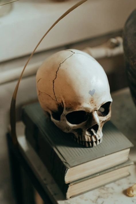 White Skull on White Wooden Table · Free Stock Photo Catherine Earnshaw, Don 2, Crow Skull, Horror Novel, Horror Books, Best Horrors, Speculative Fiction, Adobe Photoshop Lightroom, Saint Petersburg