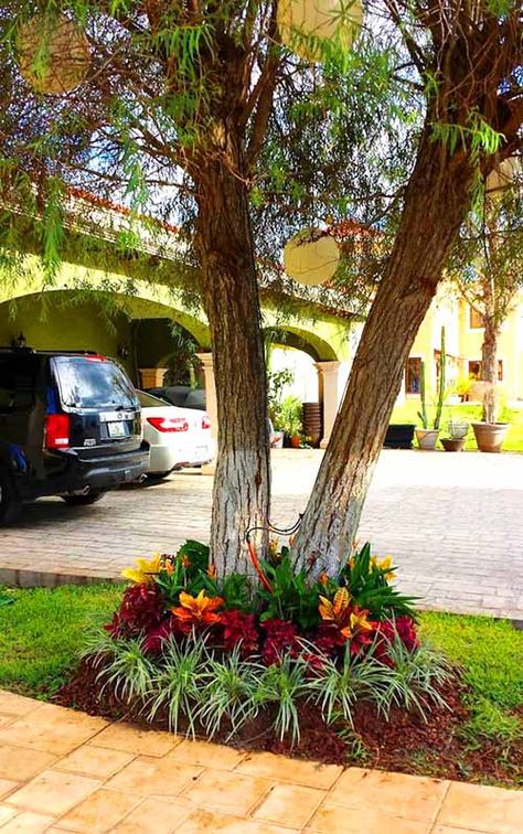 Landscaping Around Trees, Florida Landscaping, Patio Flowers, Backyard Garden Layout, Tropical Garden Design, Front Garden Design, Front Yard Garden, Tropical Landscaping, Front Yard Landscaping Design