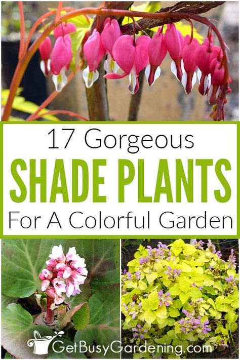 Shaded Front Garden Ideas, Best Plants For Garden Beds, Part Sun Part Shade Flower Beds, Shade Garden Along Fence, Morning Sun Plants Garden Ideas, Zone 10 Shade Plants, Shade Garden Design Ideas, Low Light Landscaping Ideas, Semi Shade Plants Perennials