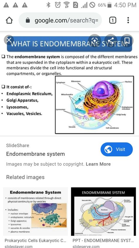 Endomembrane System, Eukaryotic Cell, The Cell, Biology